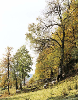 In A Norwegian Landscape 5